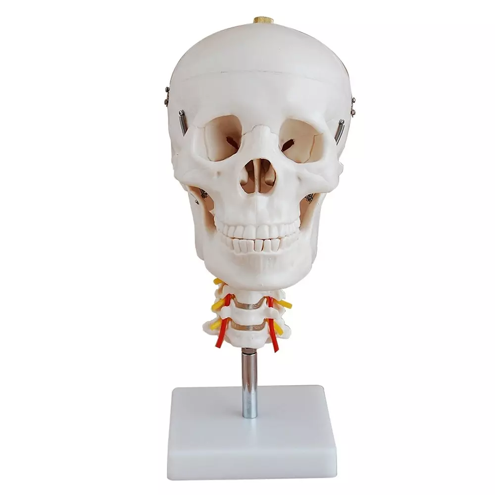 MODELSCART Life Size Skull Model with Cervical Spine Made of PVC Plastic, Mounted on Stand with Base for Medical Education, XC-135