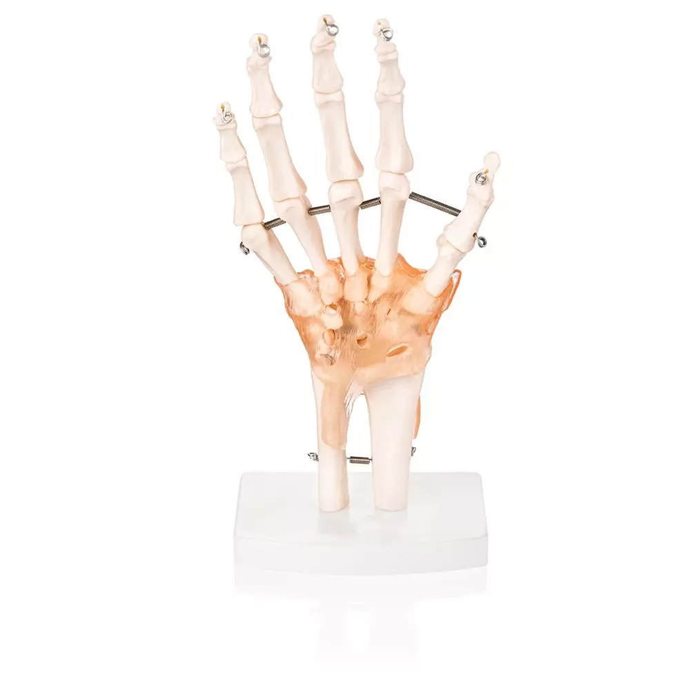MODELSCART Life Size Hand Joint Model with Ligaments Made of PVC, Plastic Base Mounting for Medical Education, XC-114A