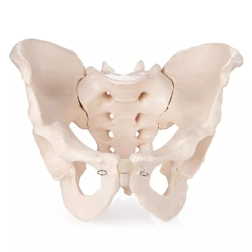 MODELSCART Life Size Human Pelvis Model Made of PVC Plastic for Medical Education & Training, XC-123