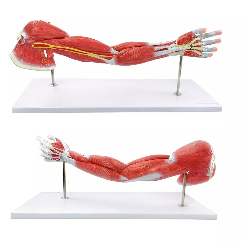 MODELSCART Life Size Muscle of Human Arm Model 7 Parts Made of PVC Plastic, Mounted on Stand with Base for Medical Education, RX-A11305