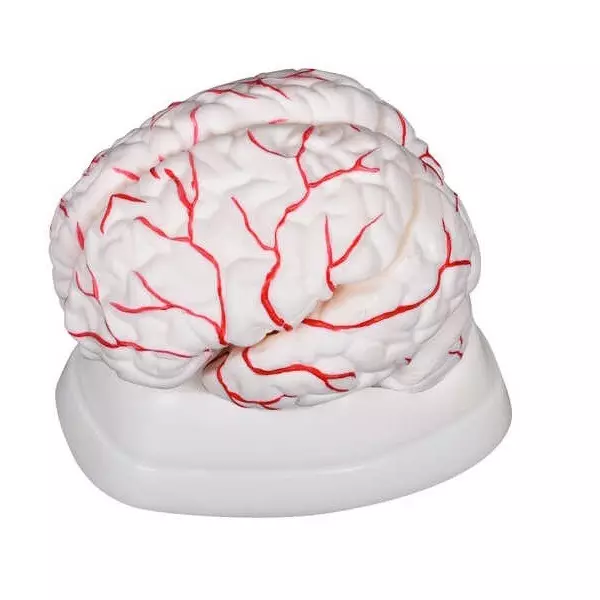 MODELSCART Brain Model with Arteries on Head, 18.5x14x13.5 cm Made of PVC Plastic Mounted on Plastic Base for Medical Training, XC-308
