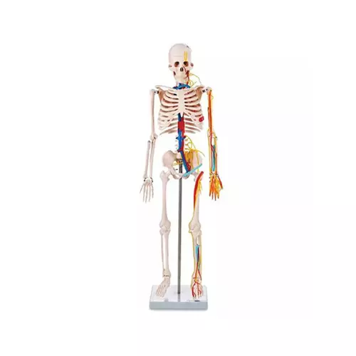 Zesco India 85 cm Skeleton Model Made of PVC Plastic for Bio and Medical Labs, ZESCO-ZX-1236P