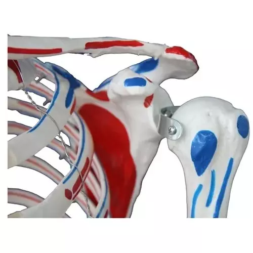 zesco-india-85-cm-skeleton-model-made-of-pvc-plastic-for-bio-and-medical-labs-zesco-zx-1236p