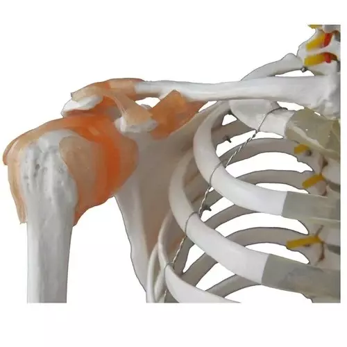 zesco-india-85-cm-skeleton-model-made-of-pvc-plastic-for-bio-and-medical-labs-zesco-zx-1236p