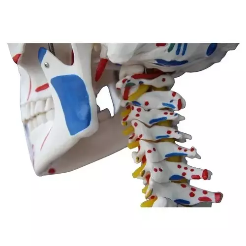 zesco-india-85-cm-skeleton-model-made-of-pvc-plastic-for-bio-and-medical-labs-zesco-zx-1236p