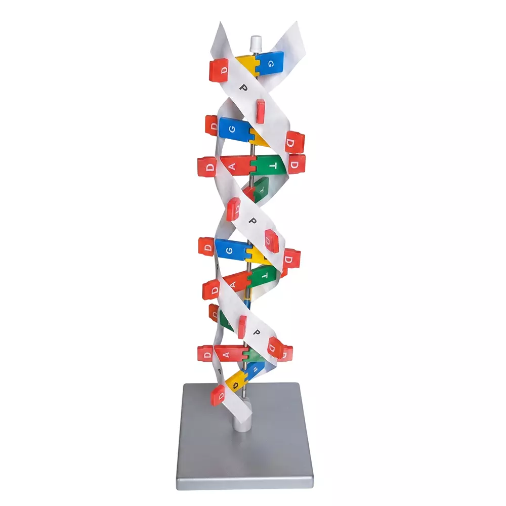 Zesco India DNA Model Kit (Deoxyribonucleic Acid) Multicolor Plastic Body for Biology and Medical Labs, ZESCO-DN001