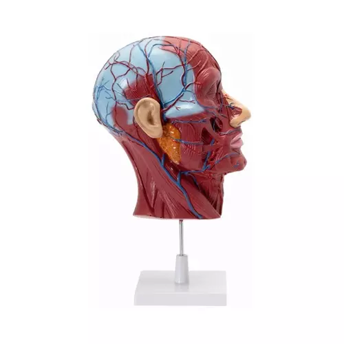 Zesco India Half Head Model with Nerves and Vessels Multicolor PVC Body for Biology and Medical Labs, ZESCO-ZX-1413PN