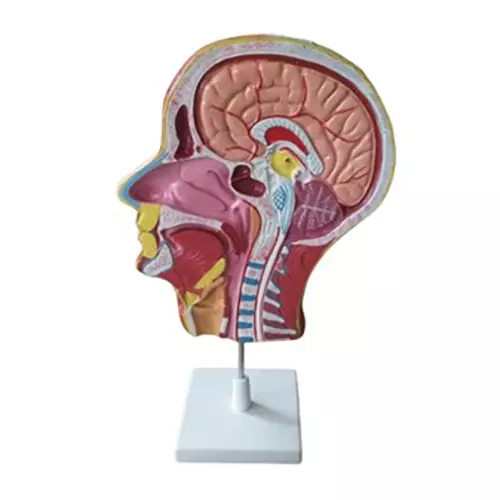 zesco-india-half-head-model-with-nerves-and-vessels-multicolor-pvc-body-for-biology-and-medical-labs-zesco-zx-1413pn