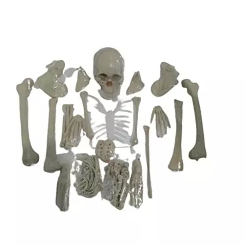 WKM 5 Ft Dis Articulated Human Skeleton Anatomical Model WKM KTBR307