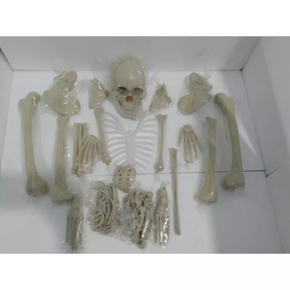 wkm-5-ft-dis-articulated-human-skeleton-anatomical-model-wkm-ktbr307