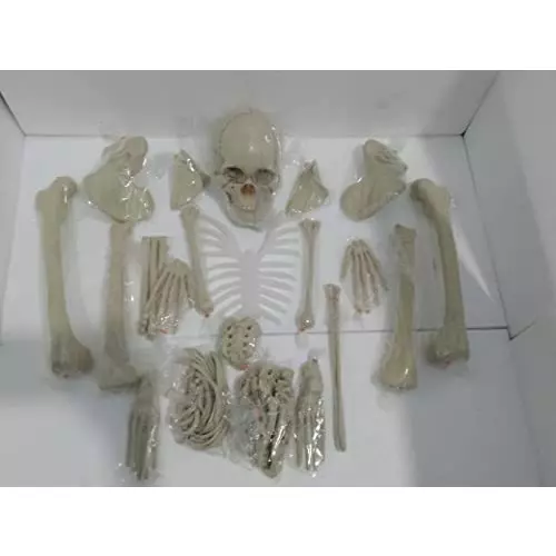 wkm-5-ft-dis-articulated-human-skeleton-anatomical-model-wkm-ktbr307