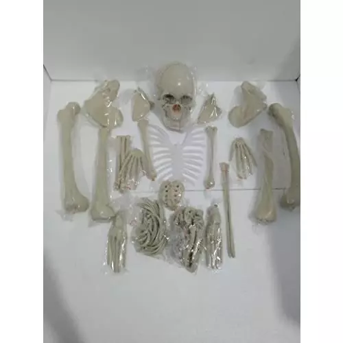 wkm-5-ft-dis-articulated-human-skeleton-anatomical-model-wkm-ktbr307