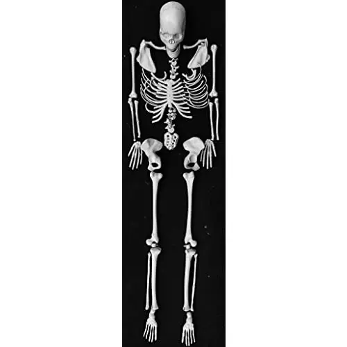 WKM 1.52 m (5 Feet) Tall White Color PVC Disarticulated Human Skeleton Model, Relist_KTN174 (Pack of 201 Pcs)