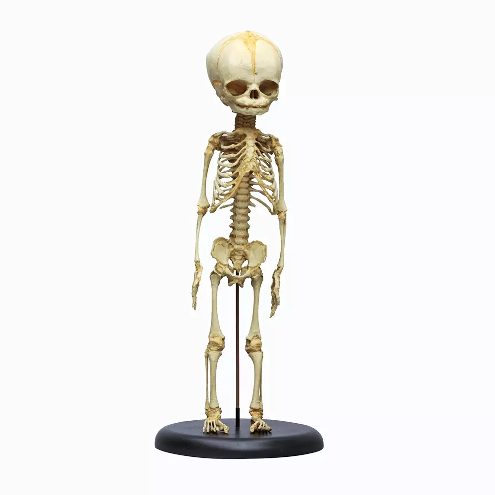 MODELSCART Life Size Foetus Skeleton Model Made of PVC and Stand with Hard Plastic Base Mounting for Medical Education, RX-FS1