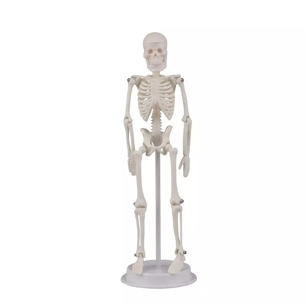 MODELSCART Tiny Skeleton Model PVC Body, Size 21 cm Mounted on Stand with Hard Plastic Base for Medical Education, RX-TS21