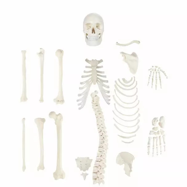 MODELSCART Life Size Disarticulated Skeleton with Skull Model (Uni-lateral), Made of PVC Plastic for Medical Education & Training, XC-130C