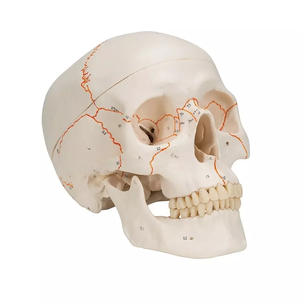 MODELSCART Life Size Human Skull Model with Markings and Numberings, Made of PVC Plastic for Medical Education & Training, RX-104N