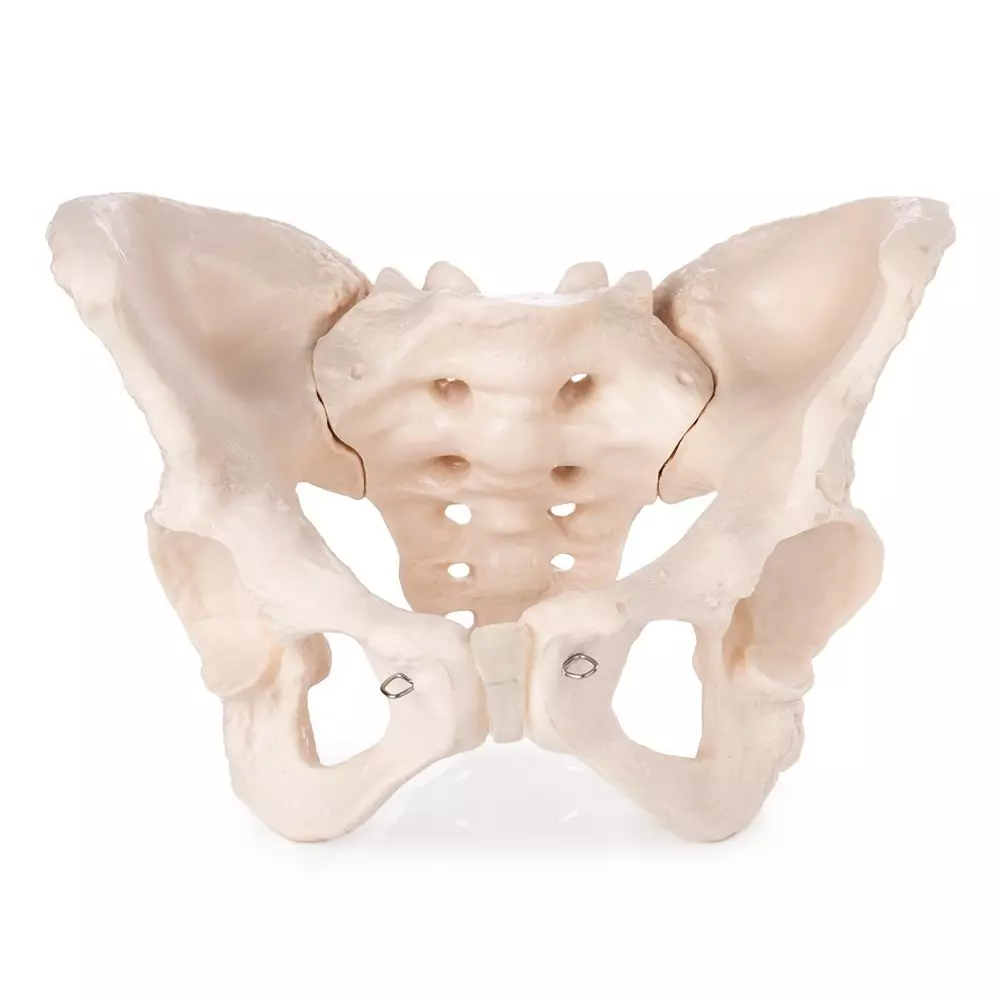 MODELSCART Life Size Adult Female Pelvis Model Made of PVC Plastic for Medical Education & Training, XC-124