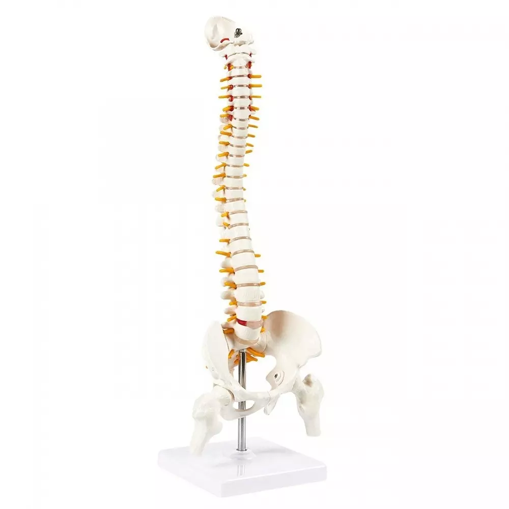 MODELSCART Small Vertebral Column with Pelvis and Femur Heads, 45 cm Made of PVC Plastic Mounted on Stand for Medical Training, XC-126S
