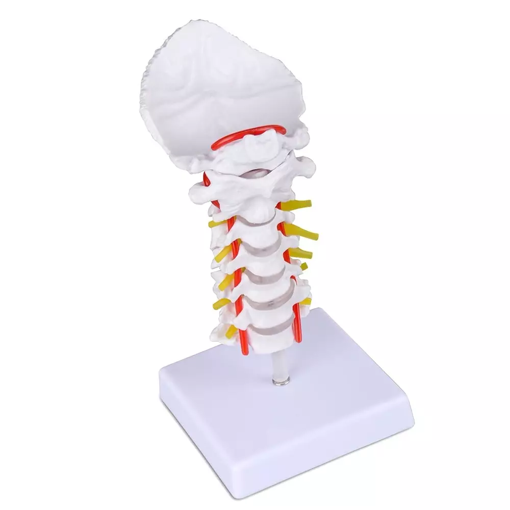 MODELSCART Cervical Vertebral Column with Neck Artery, Made of PVC Plastic, Stand Mounting for Medical Education & Training, XC-133