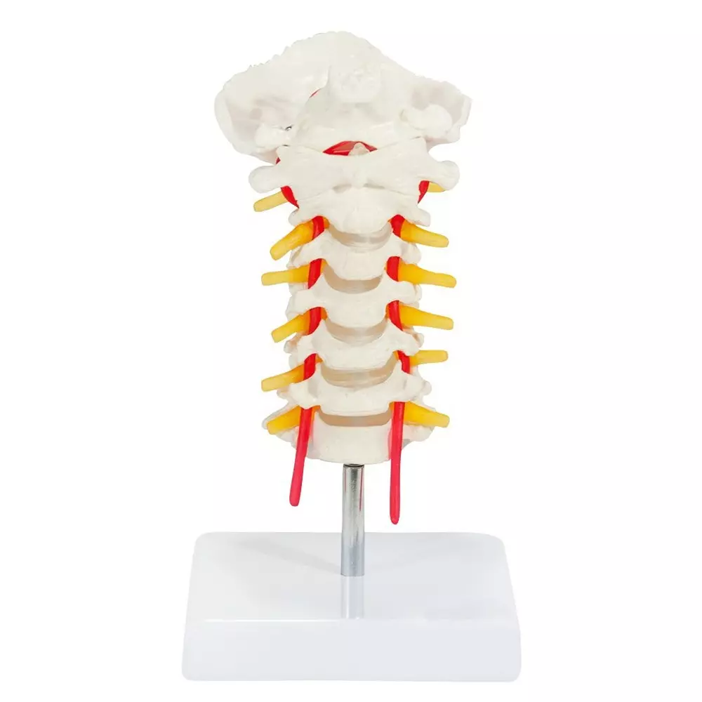 modelscart-cervical-vertebral-column-with-neck-artery-made-of-pvc-plastic-stand-mounting-for-medical-education-training-xc-133