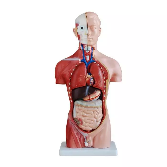 MODELSCART Male Torso Model 13 Parts, 42 cm Made of PVC Plastic Mounted on Plastic Base for Medical Training, XC-202A