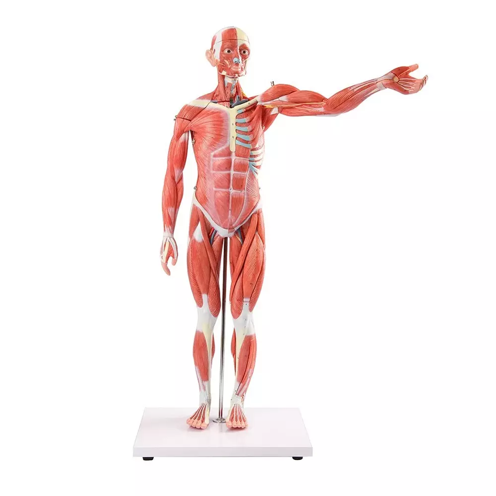 MODELSCART Human Muscle Model Male 27 Parts, 80 cm Made of PVC Plastic Mounted on Stand with Base for Medical Training, XC-334