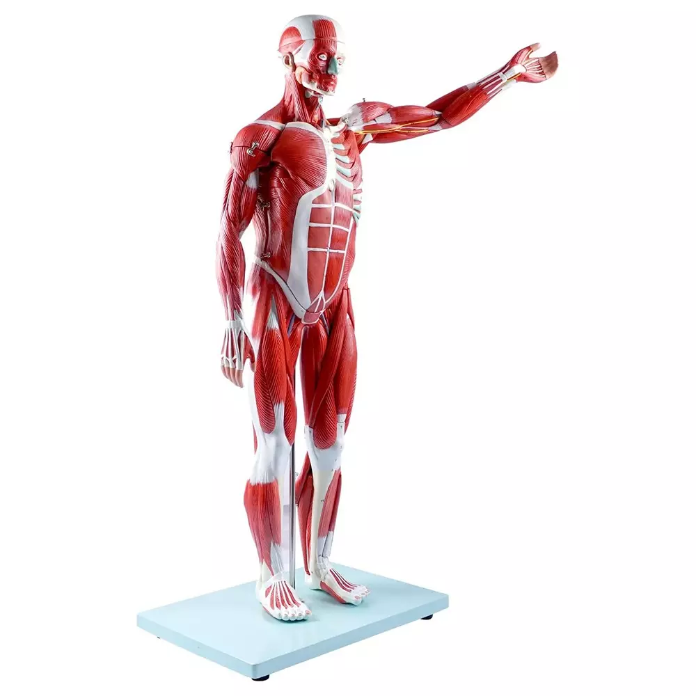 modelscart-human-muscle-model-male-27-parts-80-cm-made-of-pvc-plastic-mounted-on-stand-with-base-for-medical-training-xc-334