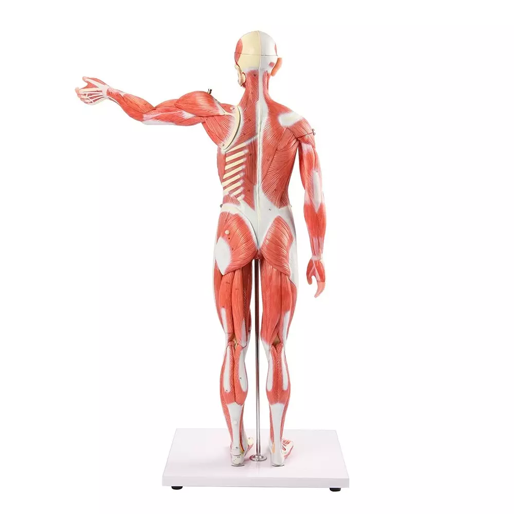modelscart-human-muscle-model-male-27-parts-80-cm-made-of-pvc-plastic-mounted-on-stand-with-base-for-medical-training-xc-334