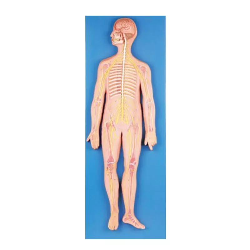 MODELSCART Nervous System, Made of Advanced PVC, Mounted on Board for Medical Education & Training, RX-A18101
