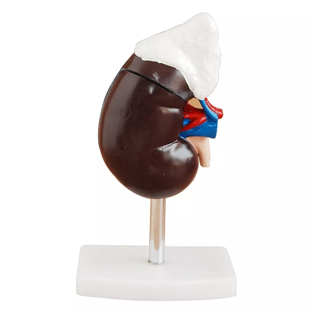 MODELSCART Human Kidney with Adrenal Gland, 12.5x12.5x20 cm Made of PVC Plastic Mounted on Plastic Base for Medical Training, XC-310-3