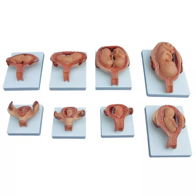 MODELSCART Half Size Development Process of Fetus Made of PVC, Plastic Base Mounting for Medical Education, XC-414A