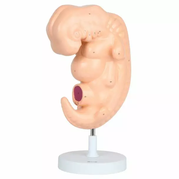 MODELSCART Embryo Model, 25 Times Enlarged Made of PVC Plastic, Stand with Base Mounting for Medical Education, RX-42004