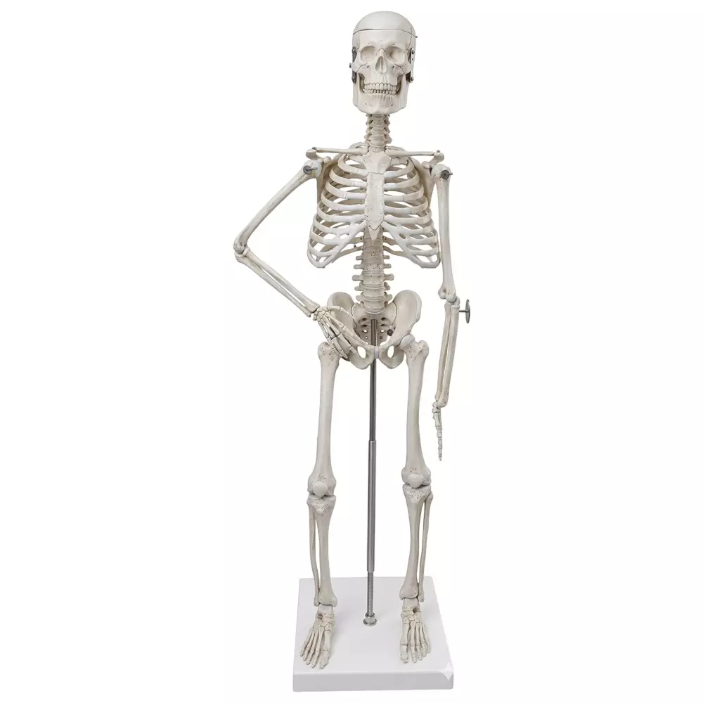 Zesco India 45 cm Desktop Skeleton Model Made of PVC Plastic for Bio and Medical Labs, ZESCO-ZXS103