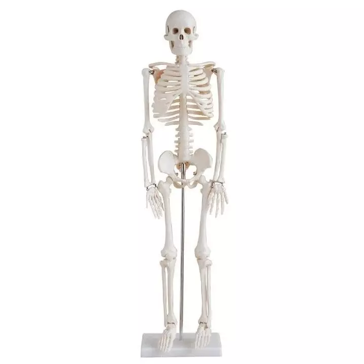 zesco-india-45-cm-desktop-skeleton-model-made-of-pvc-plastic-for-bio-and-medical-labs-zesco-zxs103