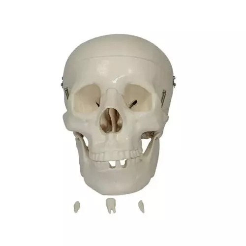 Zesco India Life Size Skull Model Made of PVC Plastic for Bio and Medical Labs, ZESCO-XC-104