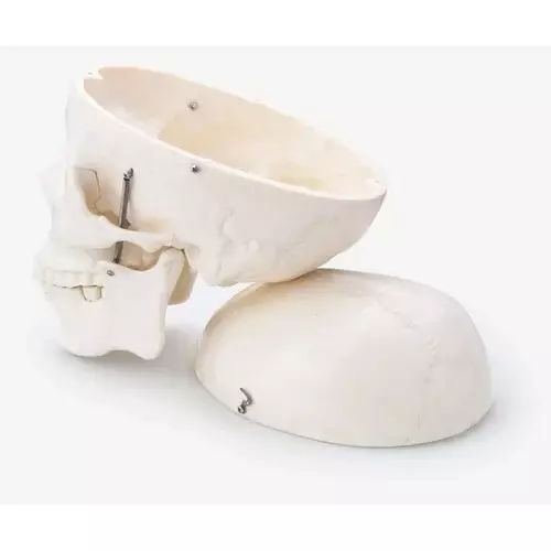 zesco-india-life-size-skull-model-made-of-pvc-plastic-for-bio-and-medical-labs-zesco-xc-104