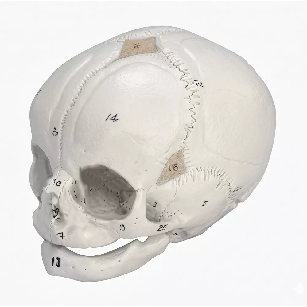 Zesco India Life Size Human Fetal Skull Made of HSP Resin for Bio and Medical Labs, ZESCO- ZX-1201