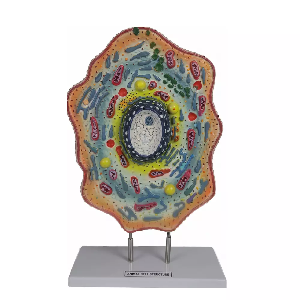 Zesco India Animal Cell Model Multicolor Synthetic Polymer Body for Biology and Medical Labs, ZESCO-ZX-3101