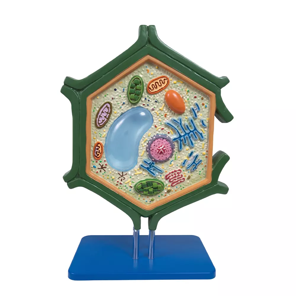 Zesco India Plant Cell Model Multicolor Synthetic Polymer Body for Biology and Medical Labs, ZESCO-ZX-2103
