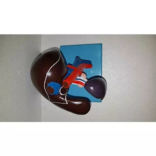 wkm-imported-multicolor-pvc-liver-pancreas-and-duodenum-model-kt119s