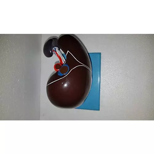 wkm-imported-multicolor-pvc-liver-pancreas-and-duodenum-model-kt119s