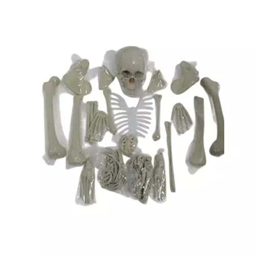 WKM 1.52 m (5 Feet) High PVC Dis Articulated Human Skeleton Anatomical Model KTBR307