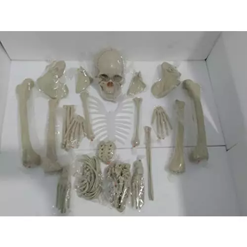 wkm-5-feet-high-pvc-dis-articulated-human-skeleton-anatomical-model-ktbr307