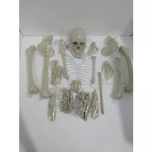 wkm-5-feet-high-pvc-dis-articulated-human-skeleton-anatomical-model-ktbr307