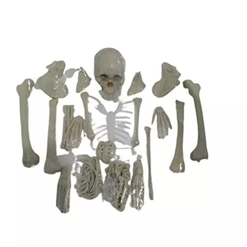 WKM 1.52 m (5 Feet) High PVC Dis Articulated Human Skeleton Anatomical Model KTBR307_Relist