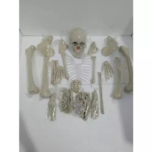 wkm-5-feet-high-pvc-dis-articulated-human-skeleton-anatomical-model-ktbr307_relist