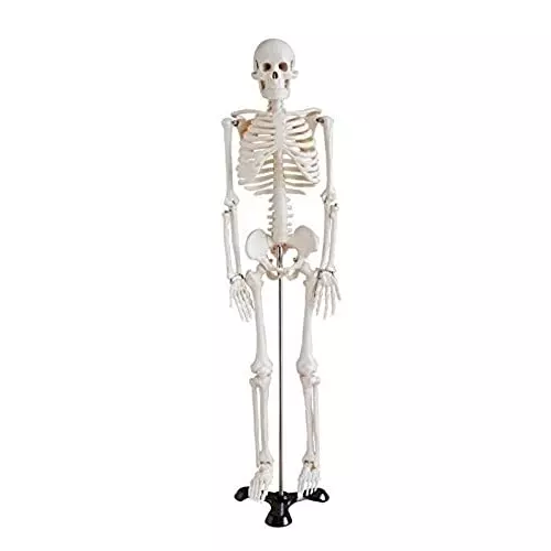 wkm-white-color-pvc-articulated-human-skeleton-model-for-educational-purpose-relist_kt179cb