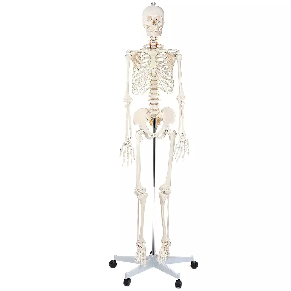 MODELSCART Life Size Human Skeleton Model Articulated Made of PVC Plastic, Sturdy Base Mounting for Medical Education, XC-101