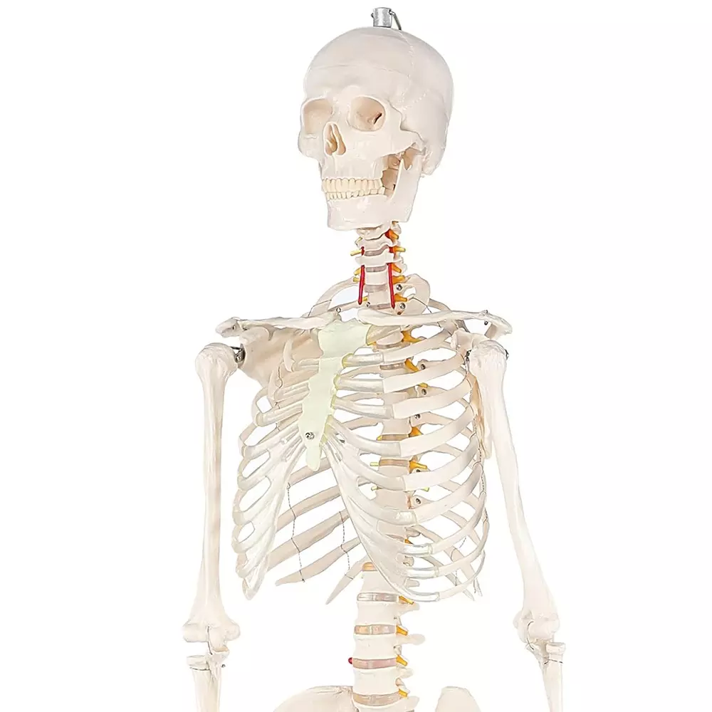 modelscart-life-size-human-skeleton-model-articulated-made-of-pvc-plastic-sturdy-base-mounting-for-medical-education-xc-101